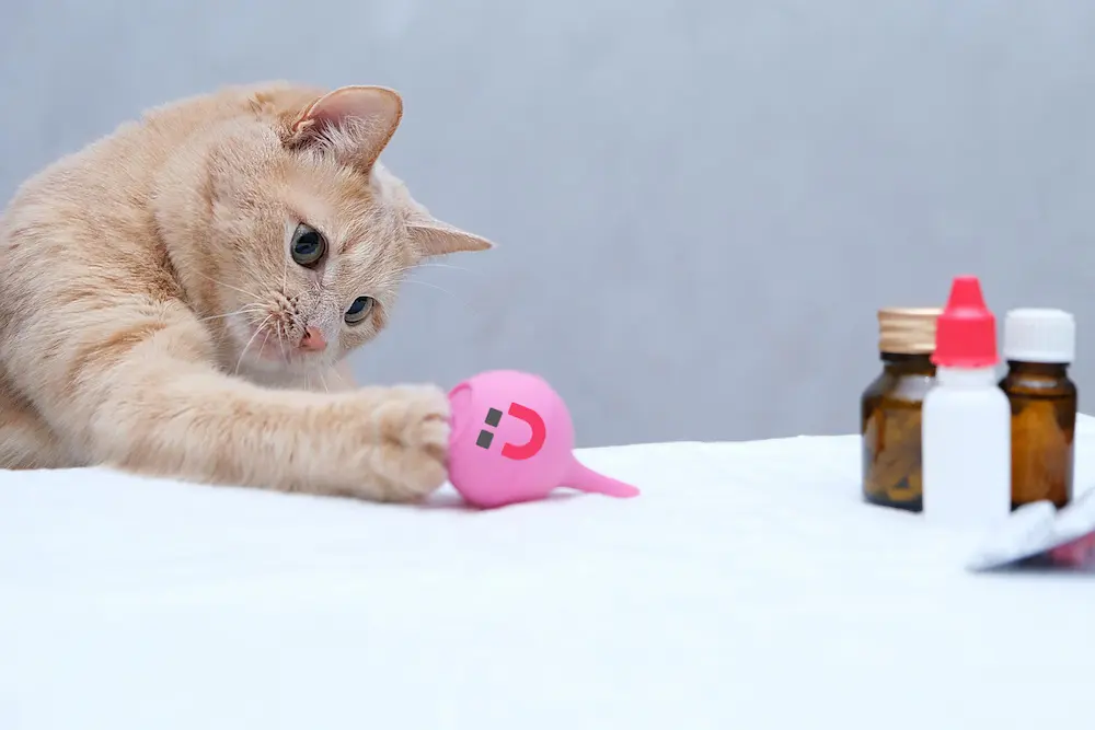 راهنمای خرید انواع محلول ضدعفونی سگ و گربه | پتشاپ آنلاین پتدونی 1404